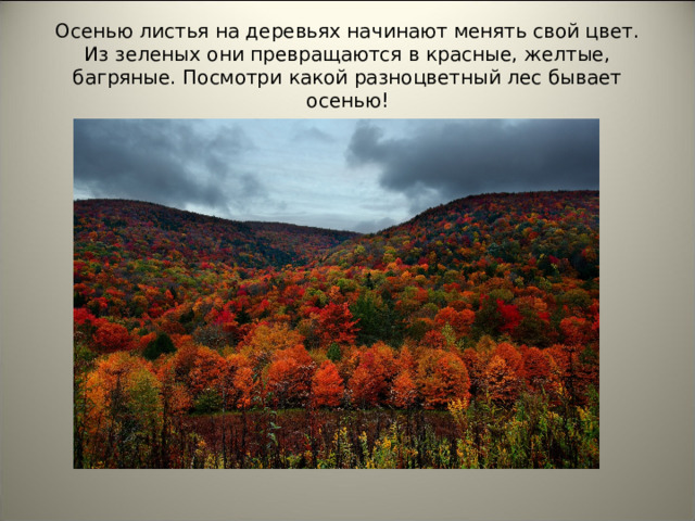 Осенью листья на деревьях начинают менять свой цвет. Из зеленых они превращаются в красные, желтые, багряные. Посмотри какой разноцветный лес бывает осенью!