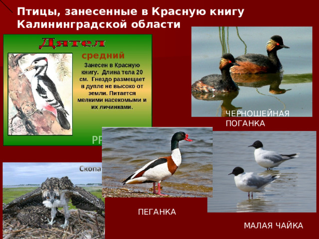 Птицы, занесенные в Красную книгу Калининградской области средний ЧЕРНОШЕЙНАЯ ПОГАНКА ПЕГАНКА МАЛАЯ ЧАЙКА