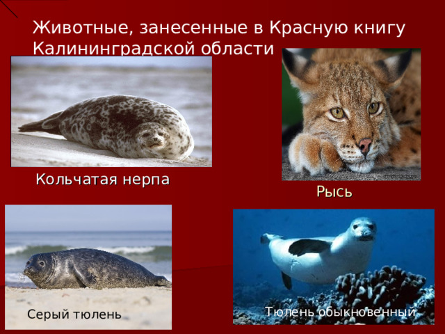 Животные, занесенные в Красную книгу Калининградской области Рысь Кольчатая нерпа  Тюлень обыкновенный Серый тюлень