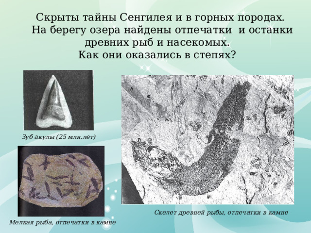 Скрыты тайны Сенгилея и в горных породах.  На берегу озера найдены отпечатки и останки древних рыб и насекомых. Как они оказались в степях? Зуб акулы (25 млн.лет) Скелет древней рыбы, отпечатки в камне Мелкая рыба, отпечатки в камне