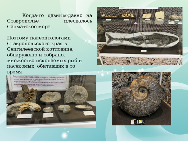 Когда-то давным-давно на Ставрополье плескалось Сарматское море. Поэтому палеонтологами Ставропольского края в Сенгилеевской котловине, обнаружено и собрано, множество ископаемых рыб и насекомых, обитавших в то время.