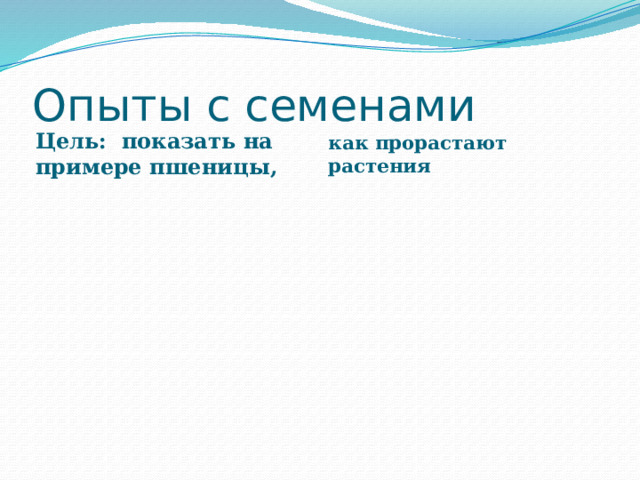 Опыты с семенами Цель: показать на примере пшеницы, как прорастают растения