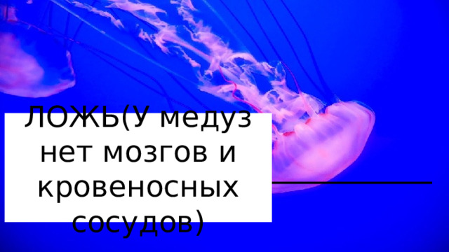 ЛОЖЬ(У медуз нет мозгов и кровеносных сосудов)