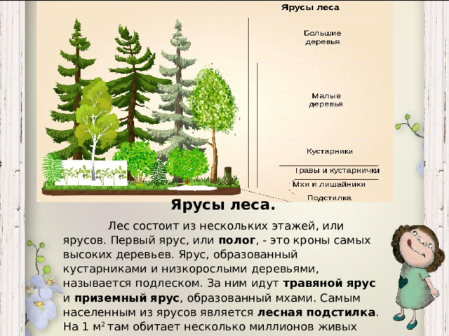 Ярусы леса.  Лес состоит из нескольких этажей, или ярусов. Первый ярус, или полог , - это кроны самых высоких деревьев. Ярус, образованный кустарниками и низкорослыми деревьями, называется подлеском. За ним идут травяной ярус и приземный ярус , образованный мхами. Самым населенным из ярусов является лесная подстилка . На 1 м 2 там обитает несколько миллионов живых организмов – от бактерий до мышей. Под ней расположен еще один ярус – подземный.