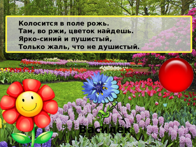 Колосится в поле рожь. Там, во ржи, цветок найдешь. Ярко-синий и пушистый, Только жаль, что не душистый. Василёк