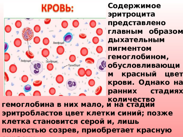 Содержимое эритроцита представлено главным образом дыхательным пигментом гемоглобином, обусловливающим красный цвет крови. Однако на ранних стадиях количество гемоглобина в них мало, и на стадии эритробластов цвет клетки синий; позже клетка становится серой и, лишь полностью созрев, приобретает красную окраску.