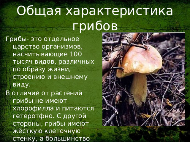 Общая характеристика грибов Грибы- это отдельное царство организмов, насчитывающие 100 тысяч видов, различных по образу жизни, строению и внешнему виду. В отличие от растений грибы не имеют хлорофилла и питаются гетеротфно. С другой стороны, грибы имеют жёсткую клеточную стенку, а большинство из них также, как и растения, не способны передвигаться.