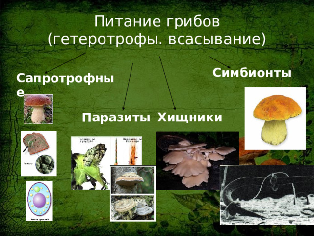 Питание грибов  (гетеротрофы. всасывание) Симбионты Сапротрофные Паразиты Хищники