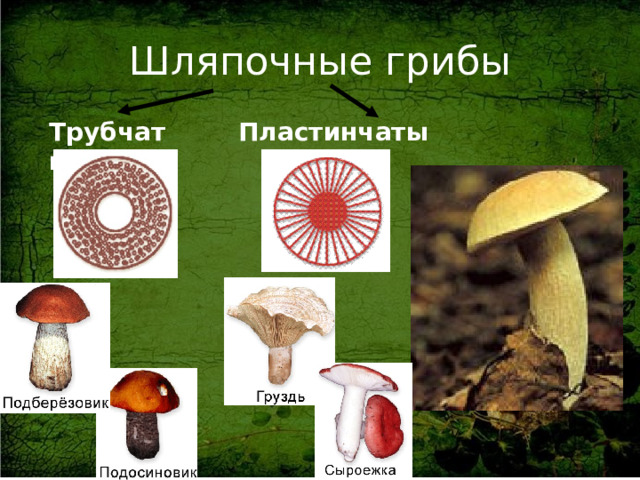 Шляпочные грибы Трубчатые Пластинчатые