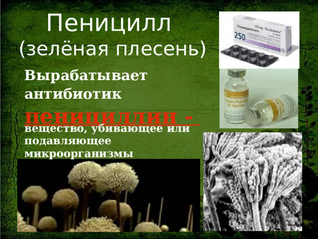 Пеницилл  (зелёная плесень) Вырабатывает антибиотик  пенициллин -  вещество, убивающее или подавляющее микроорганизмы