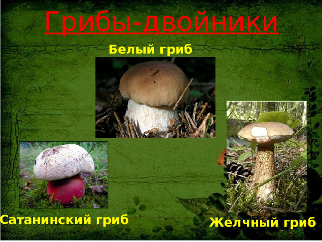 Ядовитые грибы Бледная поганка