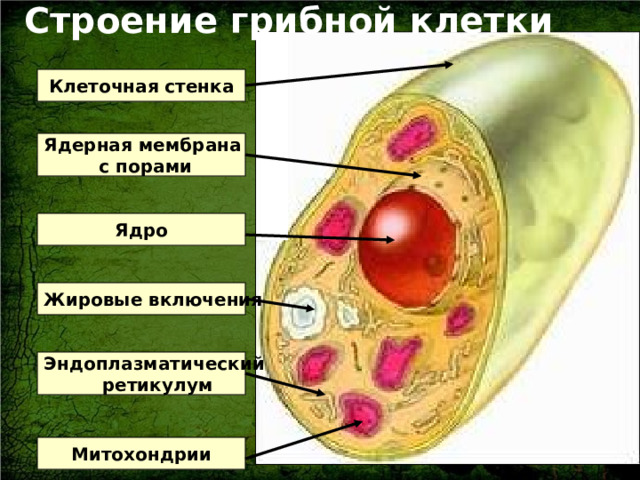 Строение грибной клетки Клеточная стенка Ядерная мембрана с порами Ядро Жировые включения Эндоплазматический ретикулум Митохондрии