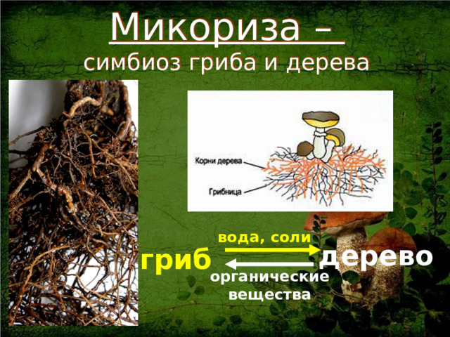 Микориза –  симбиоз гриба и дерева вода, соли дерево гриб органические вещества