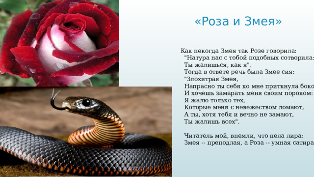 «Роза и Змея»   Как некогда Змея так Розе говорила:    