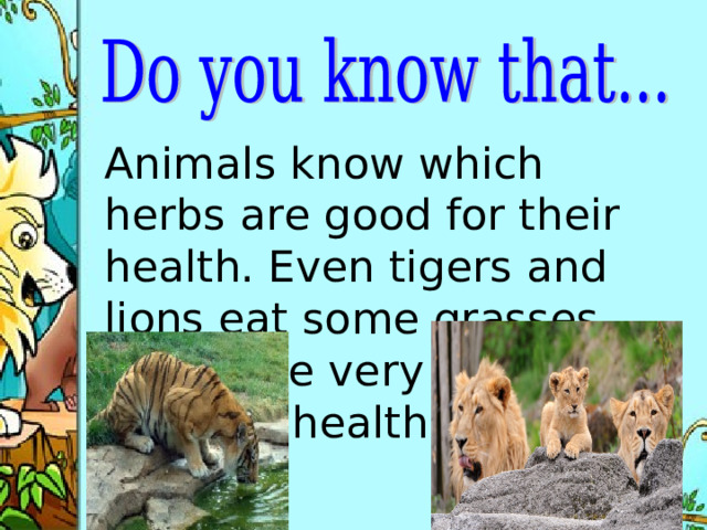 Animals know which herbs are good for their health. Even tigers and lions eat some grasses, which are very important for their health