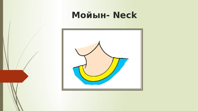 Мойын- Neck