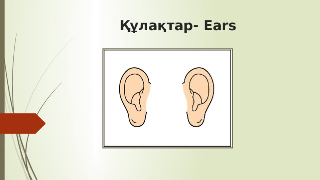 Құлақтар- Ears