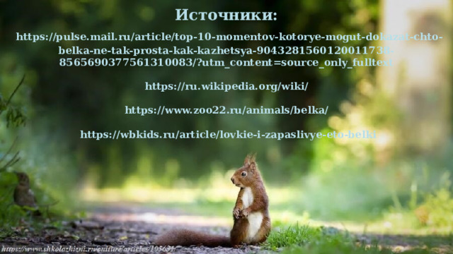Источники:   https://pulse.mail.ru/article/top-10-momentov-kotorye-mogut-dokazat-chto-belka-ne-tak-prosta-kak-kazhetsya-9043281560120011738-8565690377561310083/?utm_content=source_only_fulltext    https://ru.wikipedia.org/wiki/   https://www.zoo22.ru/animals/belka/   https://wbkids.ru/article/lovkie-i-zapaslivye-eto-belki