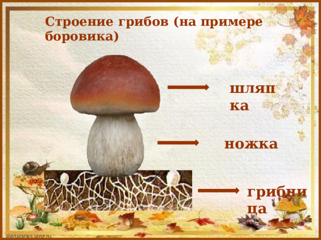 Строение грибов (на примере боровика) шляпка ножка грибница