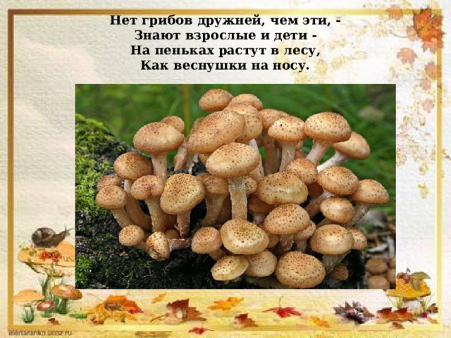 Нет грибов дружней, чем эти, -  Знают взрослые и дети -  На пеньках растут в лесу,  Как веснушки на носу.