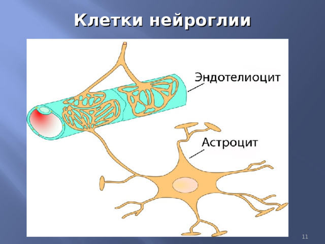 Клетки нейроглии