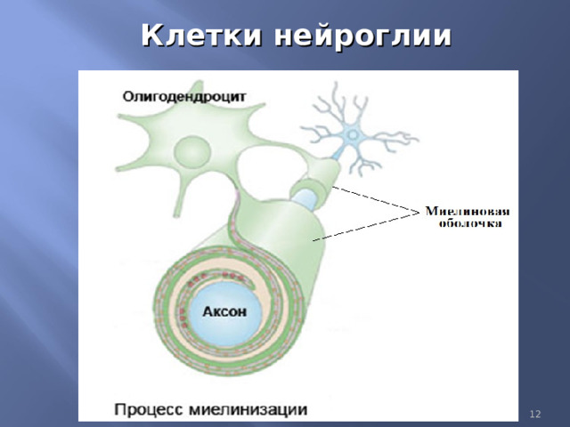 Клетки нейроглии