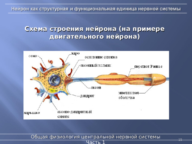 Схема строения нейрона (на примере двигательного нейрона) Общая физиология центральной нервной системы  Часть 1