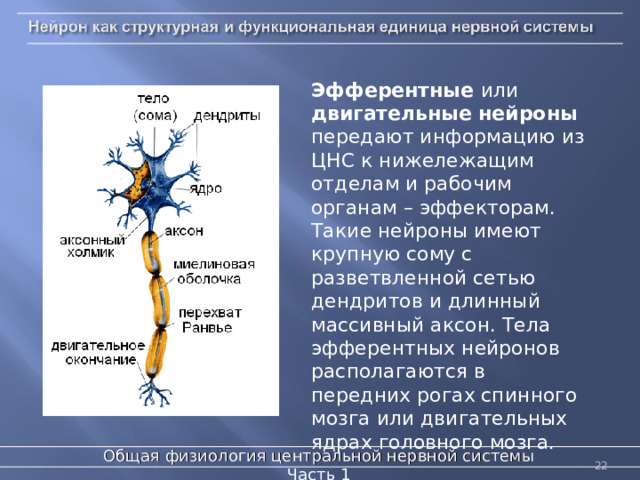 Эфферентные или двигательные нейроны передают информацию из ЦНС к нижележащим отделам и рабочим органам – эффекторам. Такие нейроны имеют крупную сому с разветвленной сетью дендритов и длинный массивный аксон. Тела эфферентных нейронов располагаются в передних рогах спинного мозга или двигательных ядрах головного мозга. Общая физиология центральной нервной системы  Часть 1