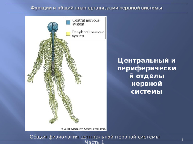 Центральный и периферический отделы нервной системы Sinauer Associates, Inc., 2001 Общая физиология центральной нервной системы  Часть 1