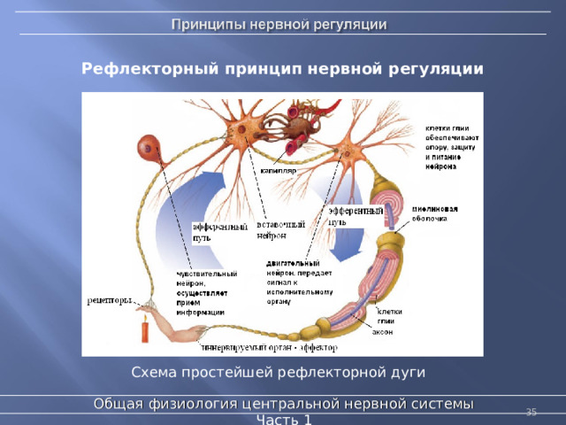 Рефлекторный принцип нервной регуляции Схема простейшей рефлекторной дуги Общая физиология центральной нервной системы  Часть 1