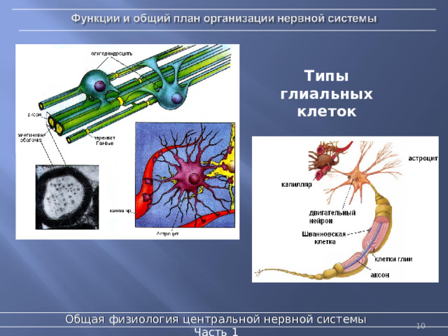Типы глиальных клеток Общая физиология центральной нервной системы  Часть 1