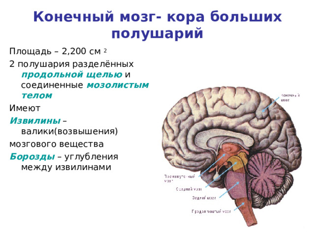 Конечный мозг- кора больших полушарий Площадь – 2,200 см 2 2 полушария разделённых продольной щелью и соединенные мозолистым телом Имеют Извилины – валики(возвышения) мозгового вещества Борозды – углубления между извилинами
