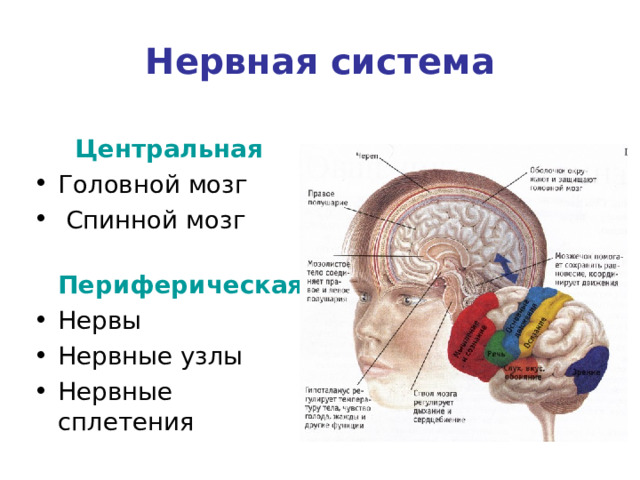 Нервная система Центральная Головной мозг  Спинной мозг  Периферическая