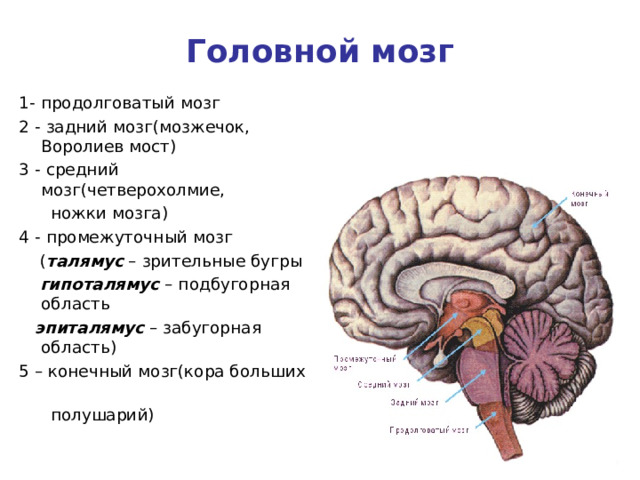 Головной мозг 1- продолговатый мозг 2 - задний мозг(мозжечок, Воролиев мост) 3 - средний мозг(четверохолмие,  ножки мозга) 4 - промежуточный мозг  ( талямус – зрительные бугры  гипоталямус – подбугорная область  эпиталямус – забугорная область) 5 – конечный мозг(кора больших  полушарий)