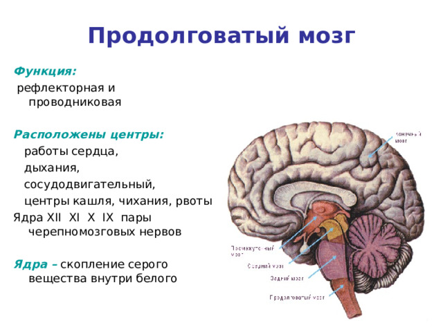 Центр удлиненный. Сосудодвигательный центр среднего мозга. Сосудодвигательный центр продолговатого мозга. Рефлекторные центры продолговатого мозга. Проводниковая функция продолговатого мозга.