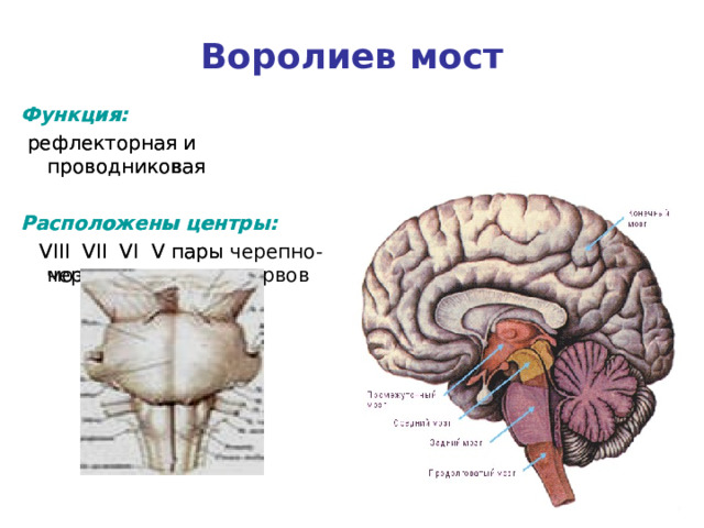 Выполняемые функции моста головного мозга. Рефлекторная и проводниковая функция головного мозга. Мост мозга функции. Функции и рефлексы моста. Островок головного мозга анатомия.