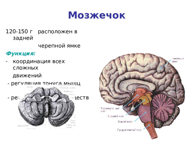 Мозжечок 120-150 г расположен в задней  черепной ямке Функция: координация всех сложных  движений  - регуляция тонуса мышц  - регуляция обмена веществ