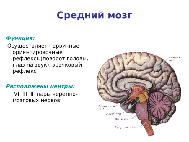 Средний мозг Функция:  Осуществляет первичные ориентировочные рефлексы(поворот головы, глаз на звук), зрачковый рефлекс Расположены центры:   VI III II пары черепно-мозговых нервов