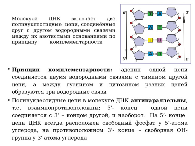 Молекула ДНК включает две полинуклеотидные цепи, соединённые друг с другом водородными связями между их азотистыми основаниями по принципу комплементарности