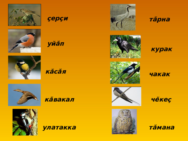 ç ер ç и т ă рна уй ă п курак к ă с ă я чакак к ă вакал ч ĕ ке ç улатакка т ă мана