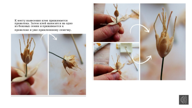 К месту нанесения клея прижимается проволока. Затем клей наносится на одно из боковых семян и прижимается к проволоке и уже приклеенному семечку.