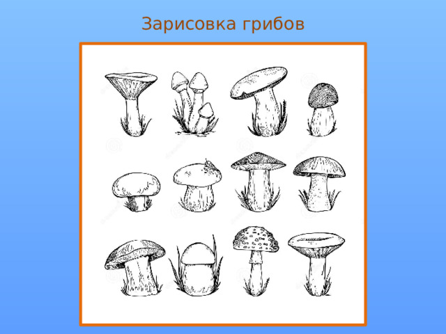 Зарисовка грибов