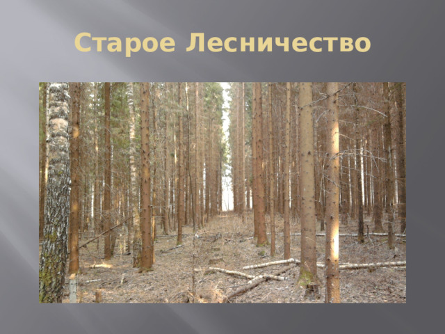 Старое Лесничество