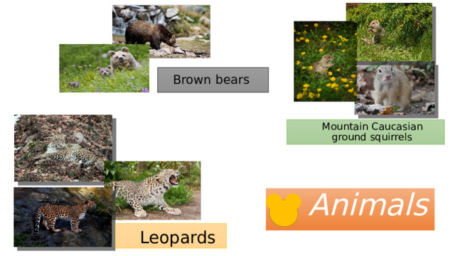 Brown bears  Mountain Caucasian  ground squirrels   Animals  Leopards