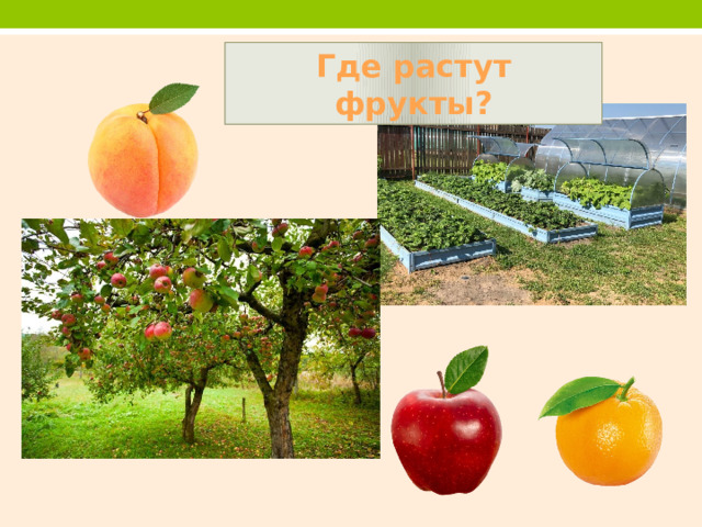 Где растут фрукты?