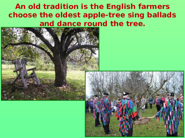 An old tradition is the English farmers choose the oldest apple-tree sing ballads and dance round the tree.