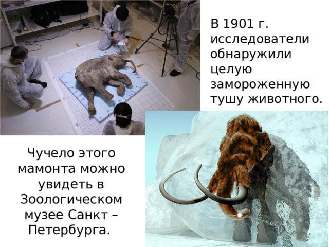 В 1901 г. исследователи обнаружили целую замороженную тушу животного.                                                                                                                                                                                                                                                                                                      Чучело этого мамонта можно увидеть в Зоологическом музее Санкт – Петербурга.