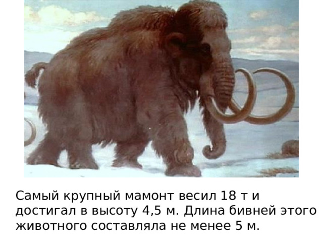 Самый крупный мамонт весил 18 т и достигал в высоту 4,5 м. Длина бивней этого животного составляла не менее 5 м.