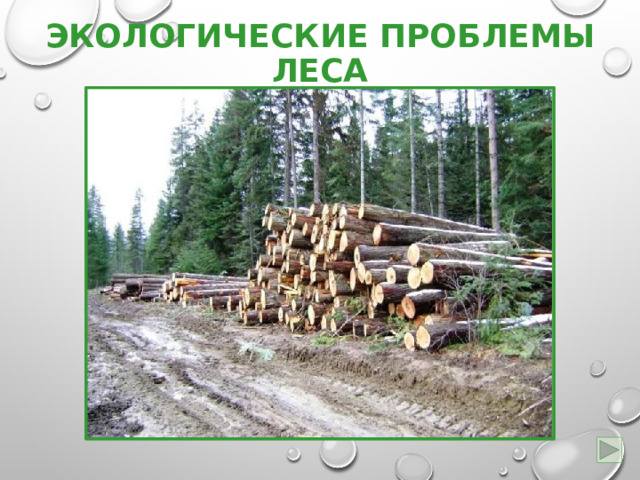 Экологические проблемы леса Вырубка Незаконная охота (браконьерство)