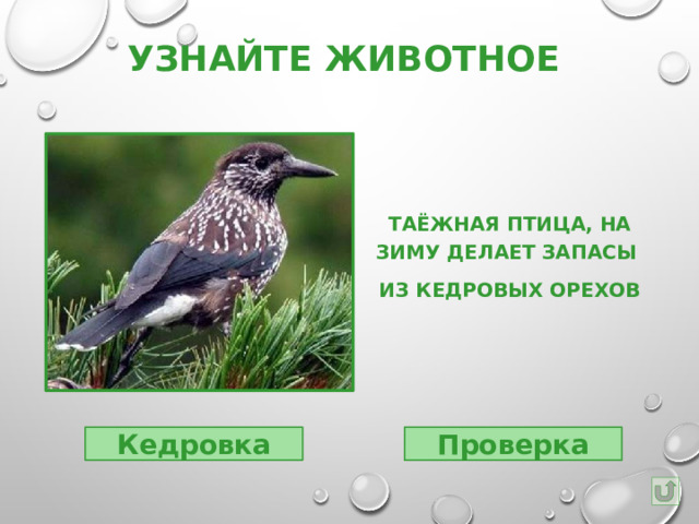 Узнайте животное Таёжная птица, на зиму делает запасы из кедровых орехов Кедровка Проверка